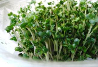 broccoli-sprouts