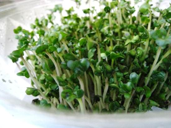 broccoli-sprouts