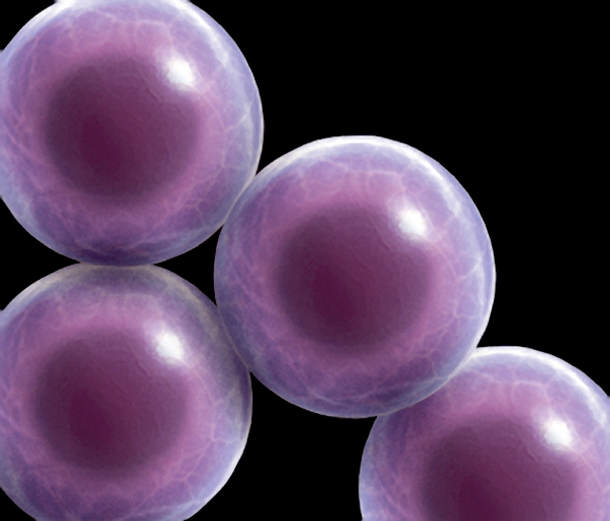 stemcell.jpg