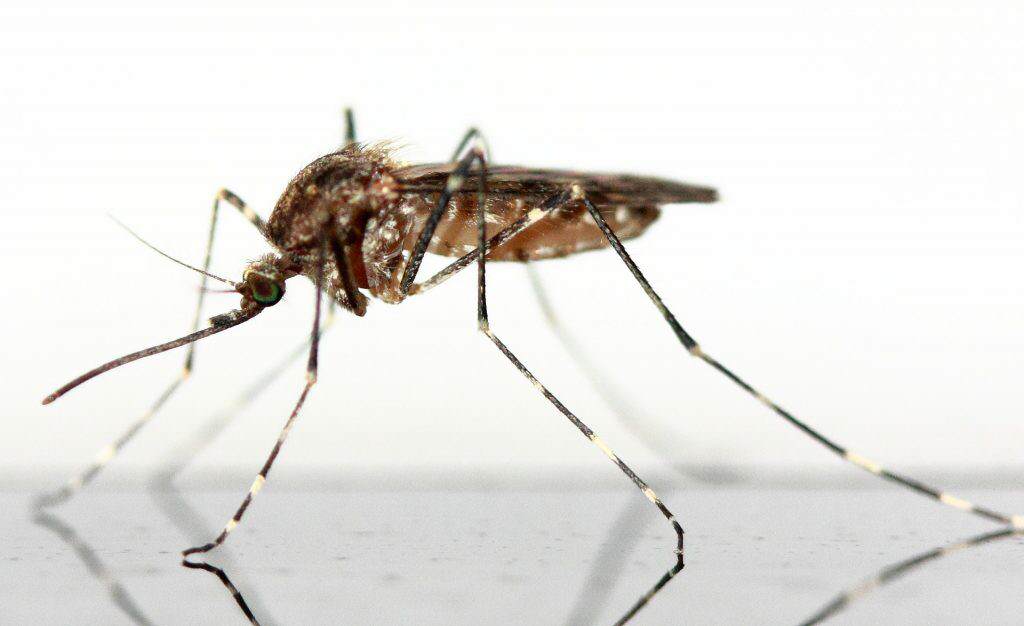 zika virus