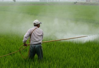 insecticide linked to autism